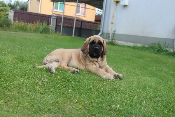 Old English Mastiff Harley