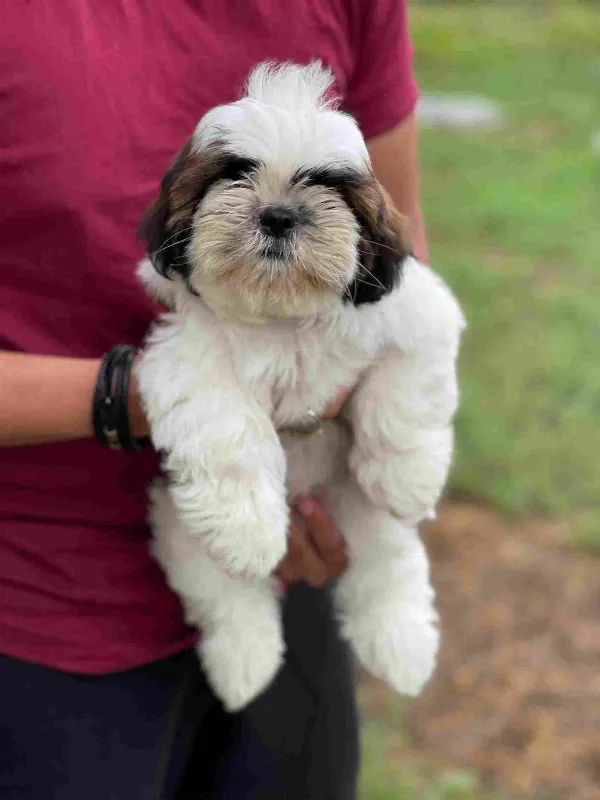 Shih Tzu Buster
