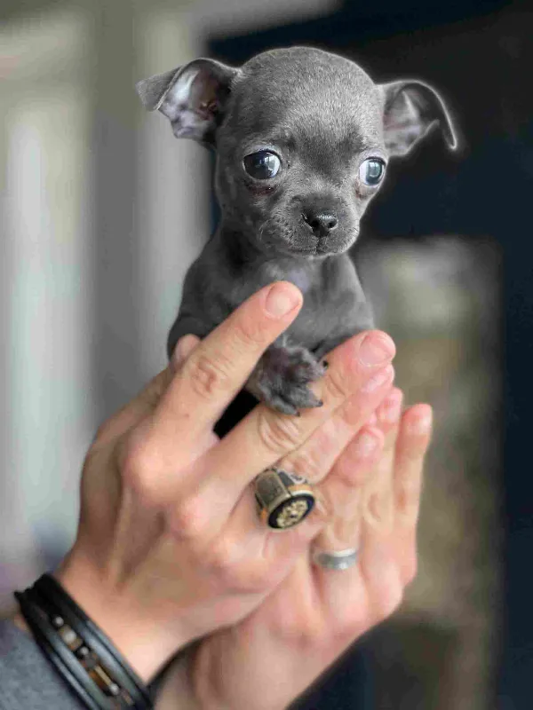Chihuahua Zeus