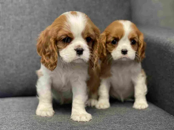 Cavalier King Charles Spaniel Milo