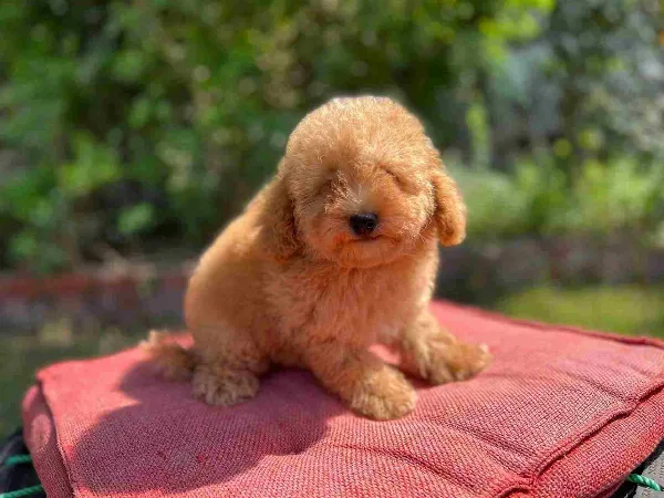 Poodle Ivy
