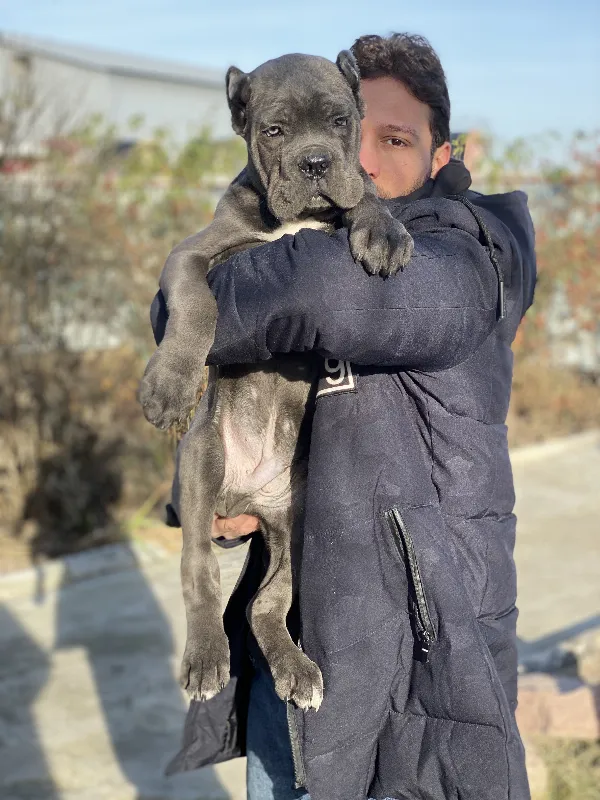 Cane Corso Baxter