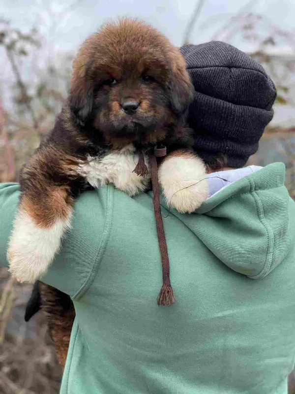 Tibetan Mastiff Atlas