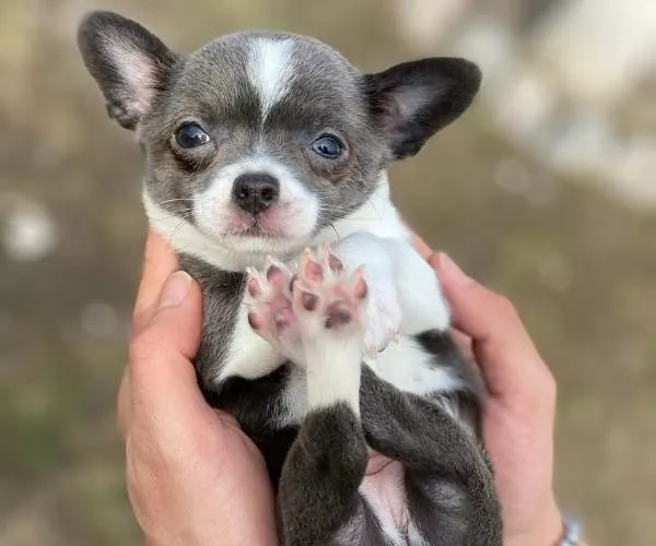 Chihuahua Dog Breed Guide: Traits, Care, and Temperament