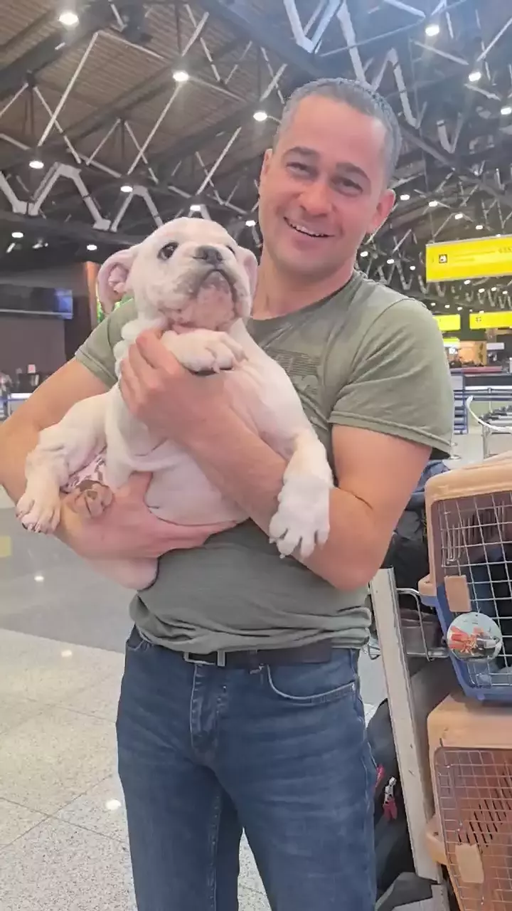 English Bulldog client journey